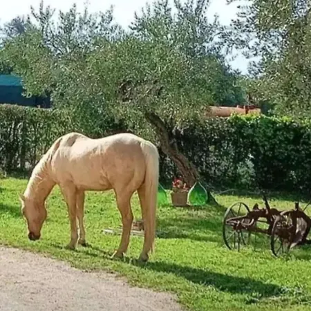 Διαμέρισμα La Fattoria Dei Desideri *